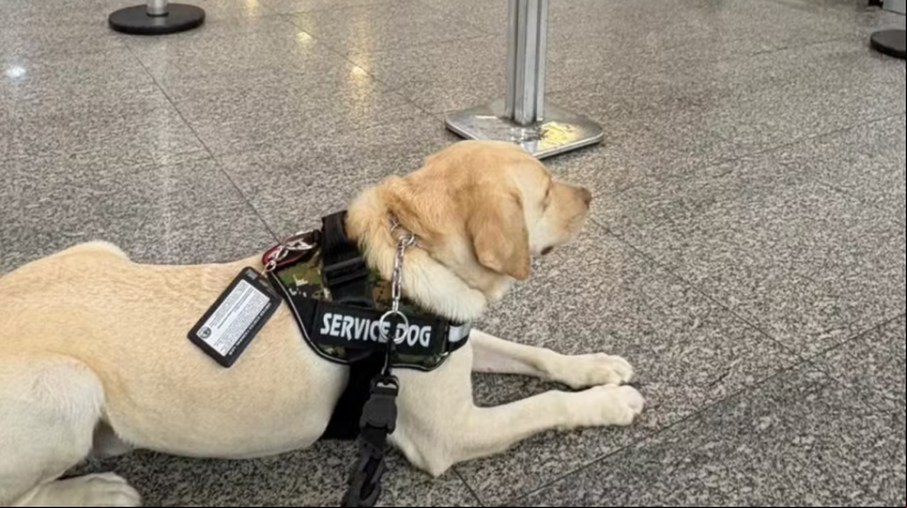 Tedy é o cão de serviço de uma garota autista de 12 anos que se mudou do Brasil para Portugal. Após companhia aérea negar embarque duas vezes, eles seguem separados